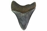 3.84" Fossil Megalodon Tooth - South Carolina - #130835-1